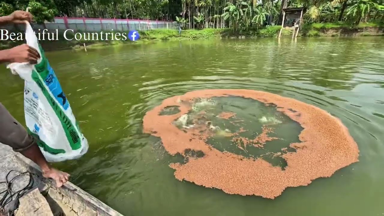 পুকুরে মাছের খামার