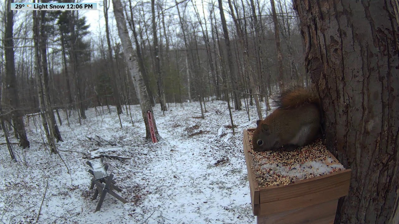 🔴 24/7 Wildlife Feeder Live | Birds, Deer & Flying Squirrels | Nicolet National Forest, Wisconsin