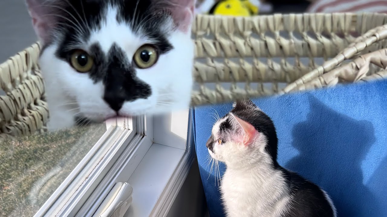 Oreo, my beloved cat, plays 🐈‍⬛ 🐈