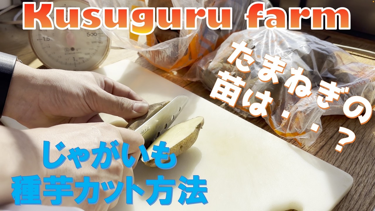 【kusuguru farm 2026 その2】じゃがいも種芋のカット方法！