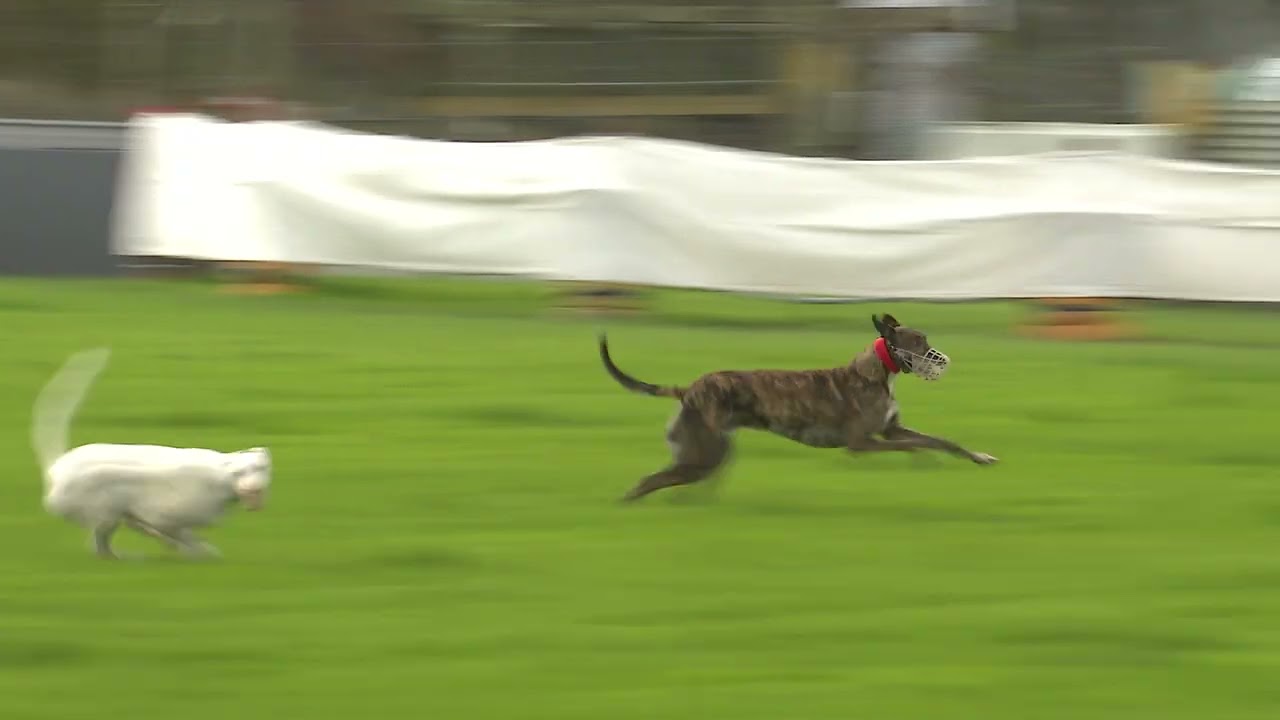 A Bitta Luck Wins in Ennis Clarecastle