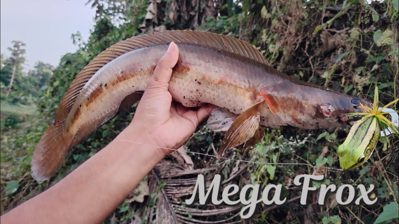 Mega Frox Jumbo Frog || Snakehead Fishing || Best Frog Lure ||Kerala Fishing || Cabral Outdoors