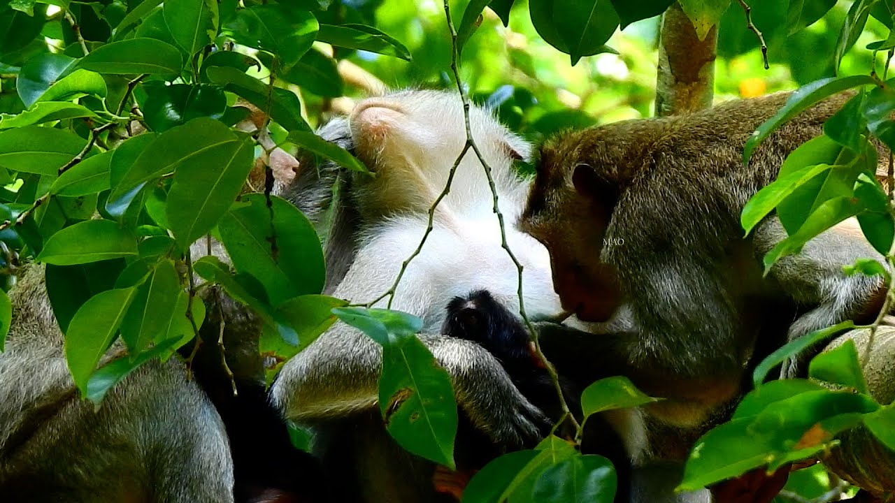 Monkey Viola with baby. Vikki tries to clean her sister, the way monkeys take care of each other