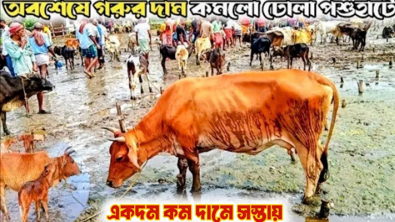 ঢোলা গরুর হাট 2026। কম দামের গরুর হাট