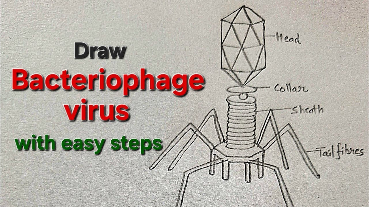 Bacteriophage virus diagram easy, Draw Bacteriophage virus Class 8