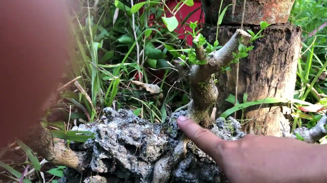 PANDEMIC BONSAI | SUSTAINABLE BONSAI