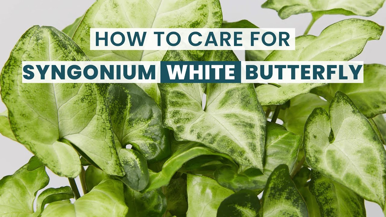 BEST TIPS | HOW TO CARE SYNGONIUM WHITE BUTTERFLY | WHITE BUTTERFLY ARROWHEAD CARE GUIDE
