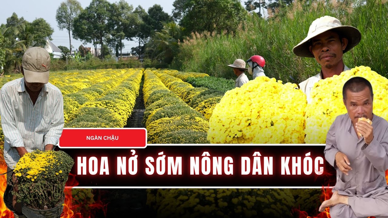 Hàng ngàn chậu hoa tan nát chị vườn bật khóc, Tết chưa kịp đến đã nhận tin anh trai mất tích