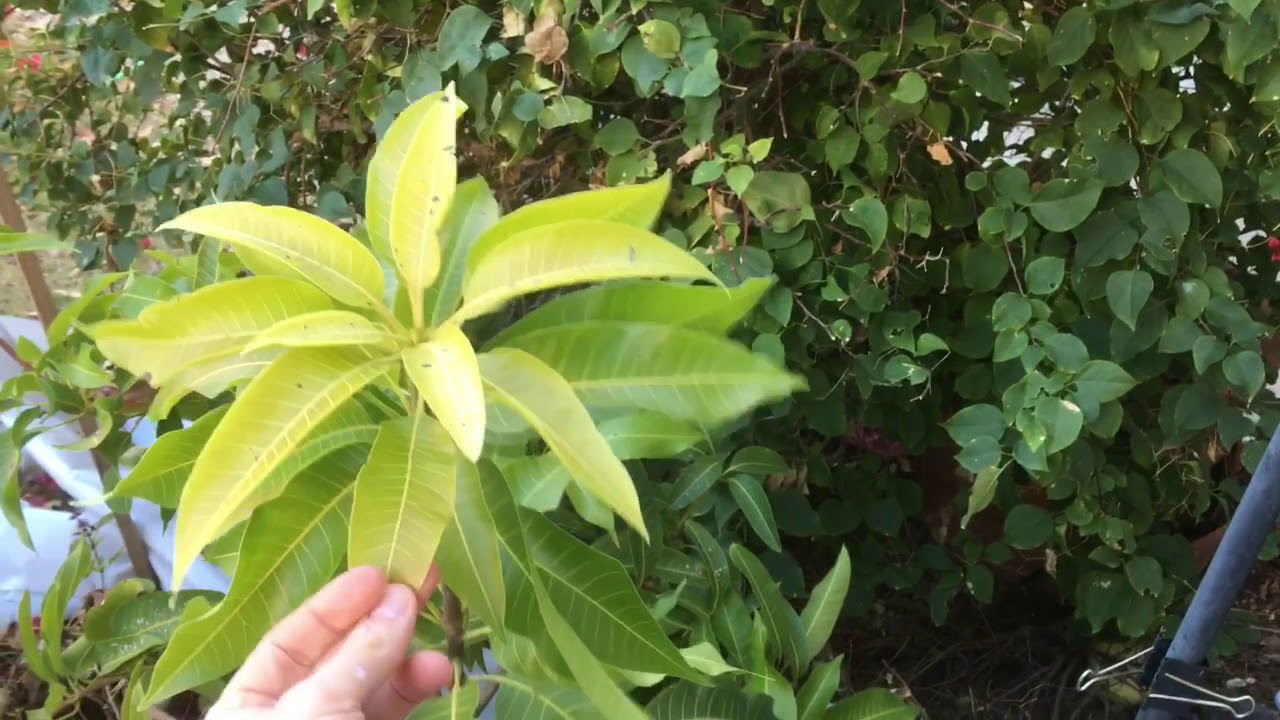 Don't Make This Mistake When Growing Mango Trees in Arizona