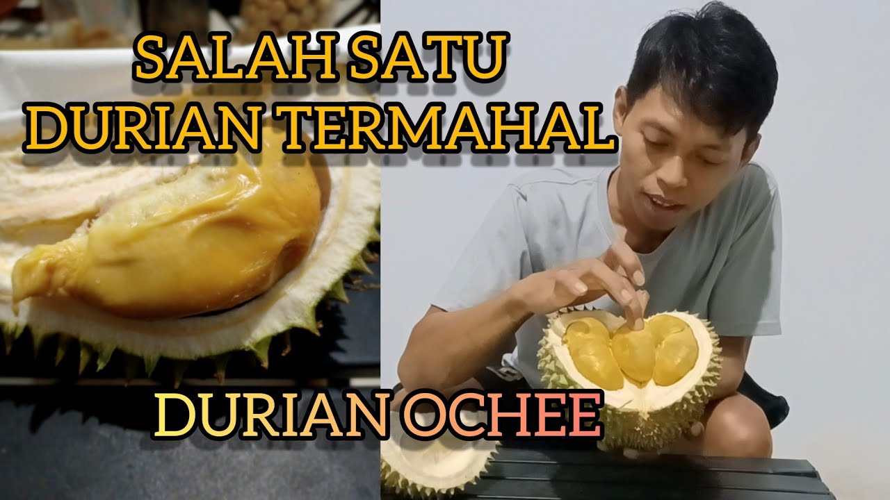 Top Durian Termahal | Durian Ochee