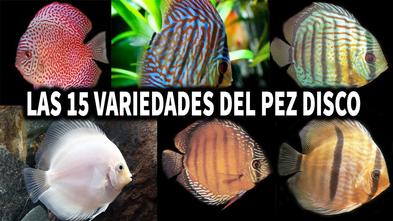 LAS 15 VARIEDADES DEL PEZ DISCO | PEZ DISCO | AcuariosLP