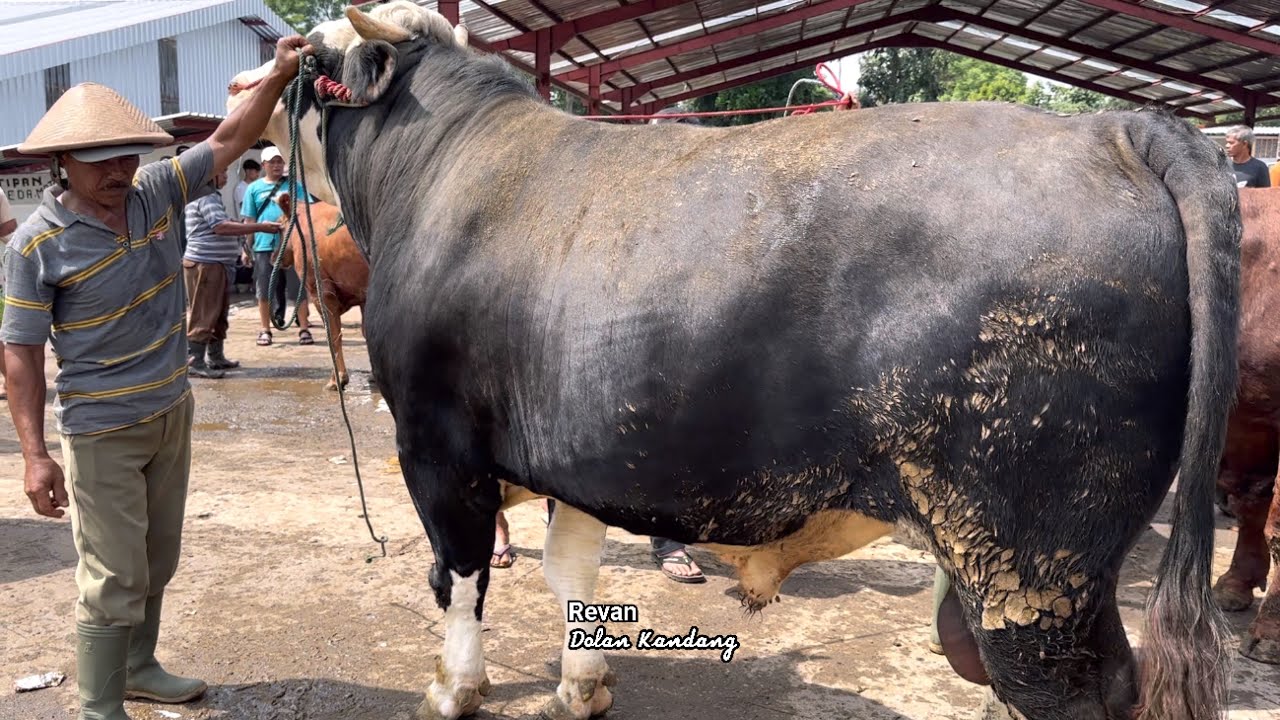 NEGO KERAS SAPI BANTENG, akhirnya deal Bawa Telomoyo 🔥🔥