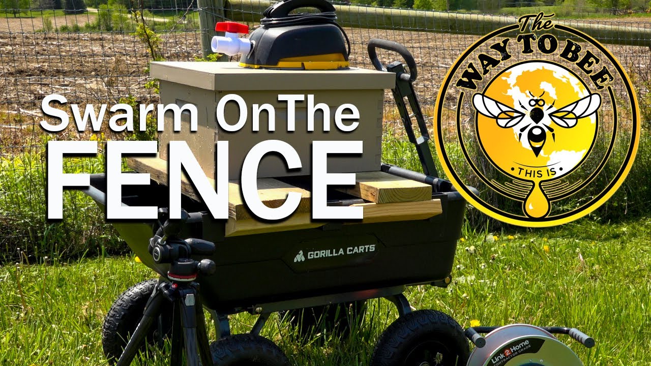 Honey Bee Swarms in tight spots, my Best tool for that is the Colorado Bee Vacuum, here we go!