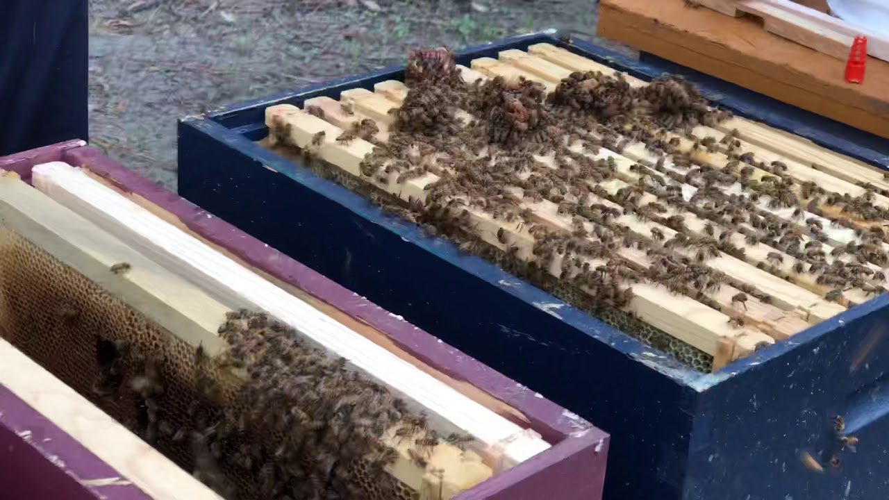 Cutting out queen cells and making splits