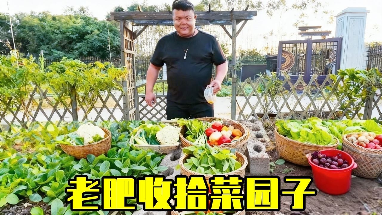 菜园子连根翻，老肥一人扛全场，这样的日子，你羡慕了吗？【农人老肥】