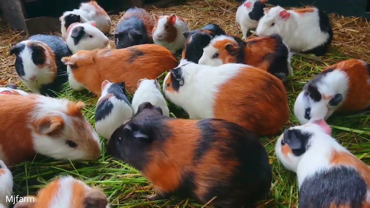 Guinea pig eating ASMR , Guinea pig mom and babies eating, cute animals Asmr,cute animal family 