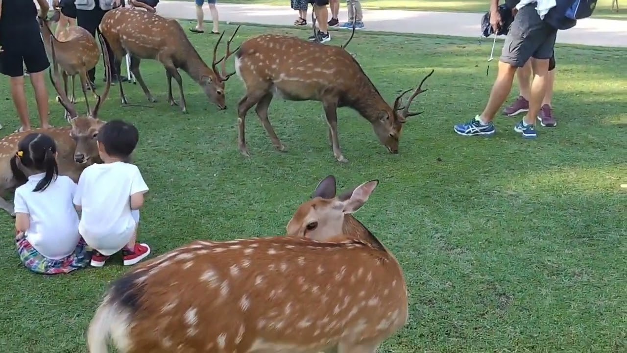 簡単にお触りできる鹿ちゃんたち🦌【奈良公園】