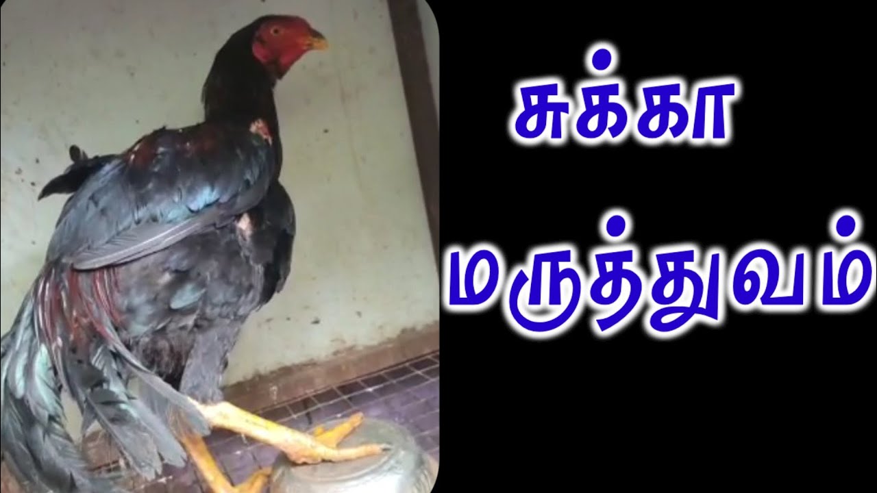 #சுக்கா மருத்துவம் #சேவல் மரபு கலை # sukka maruthuvam #seval Marabu Kalai @sevalmarabukalai