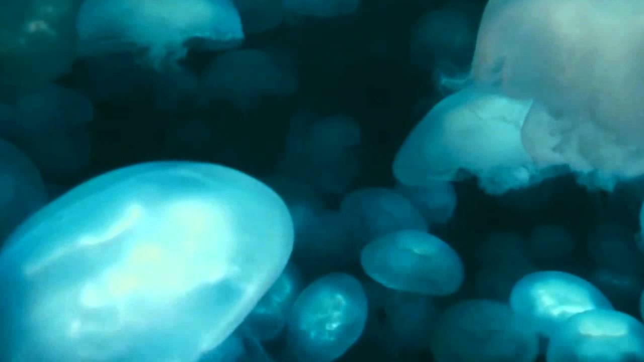 Light Today - Eddie Vedder (Oceans - Disney Nature)