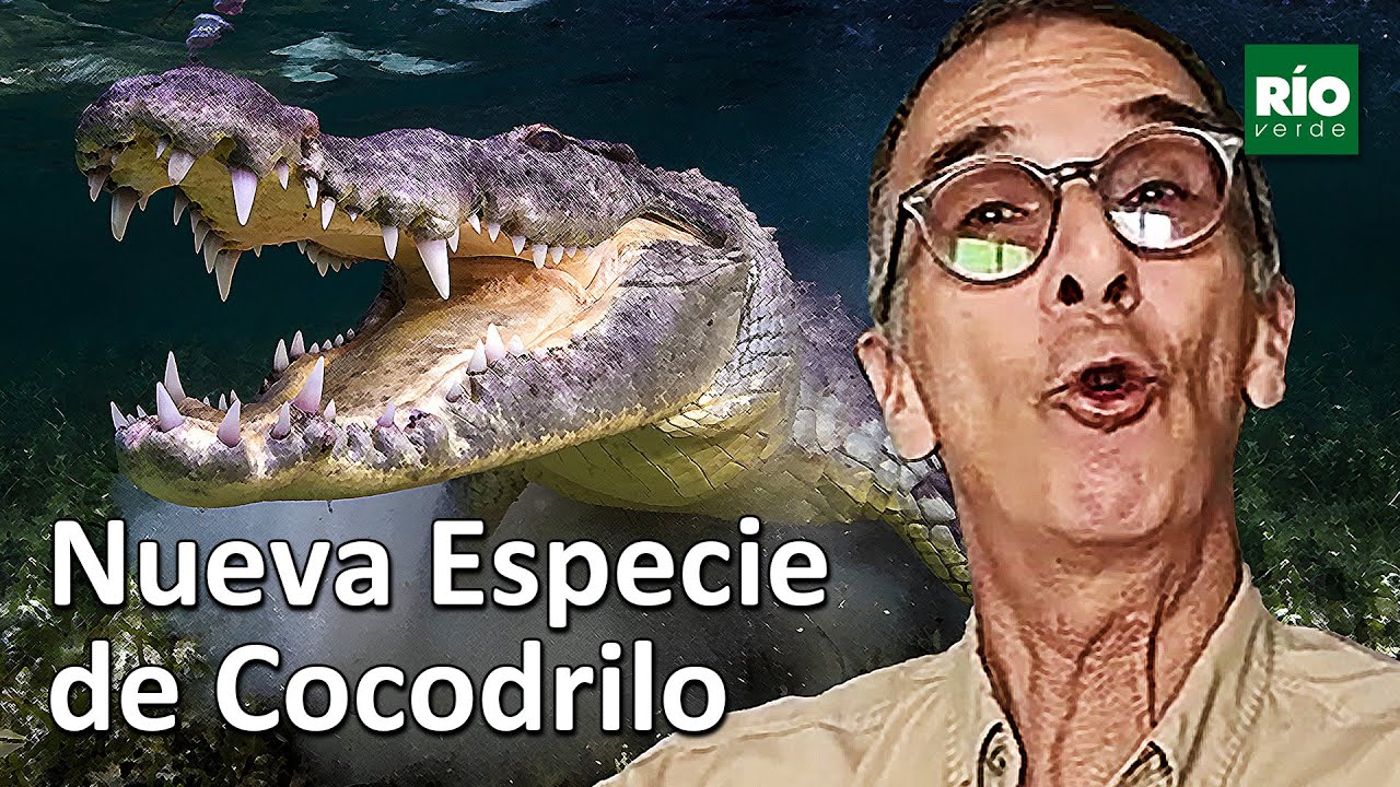 ¡DESCUBRIMIENTO ÉPICO! 🐊 Nueva Especie de Cocodrilo en el Caribe Mexicano | Entrevista Exclusiva