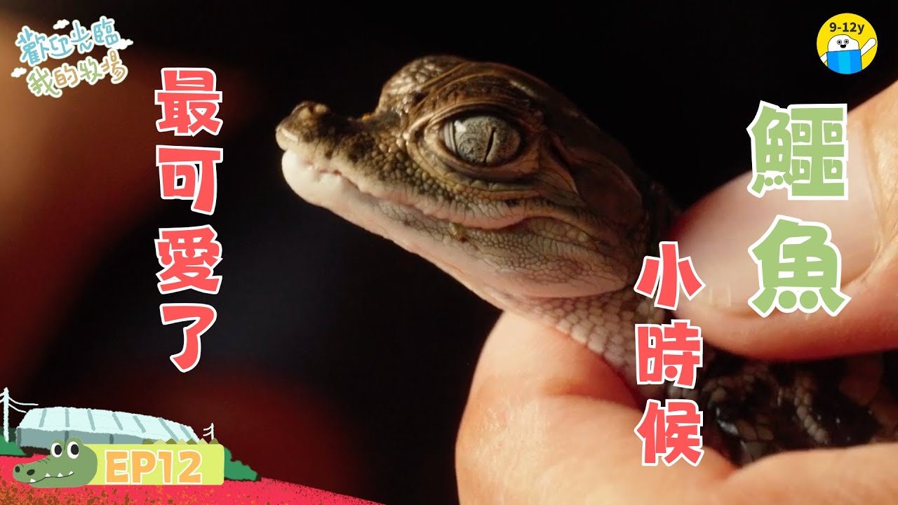 鱷魚🐊小時候最可愛｜歡迎光臨我的牧場 EP12│小公視│ 11歲女孩的鱷魚場生活
