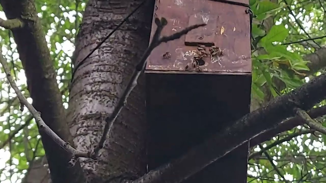 Rój w Rojołapce Zasiedlanie Ula Poddawanie Matek UN Alpejka 4K Pasieka Pszczoły