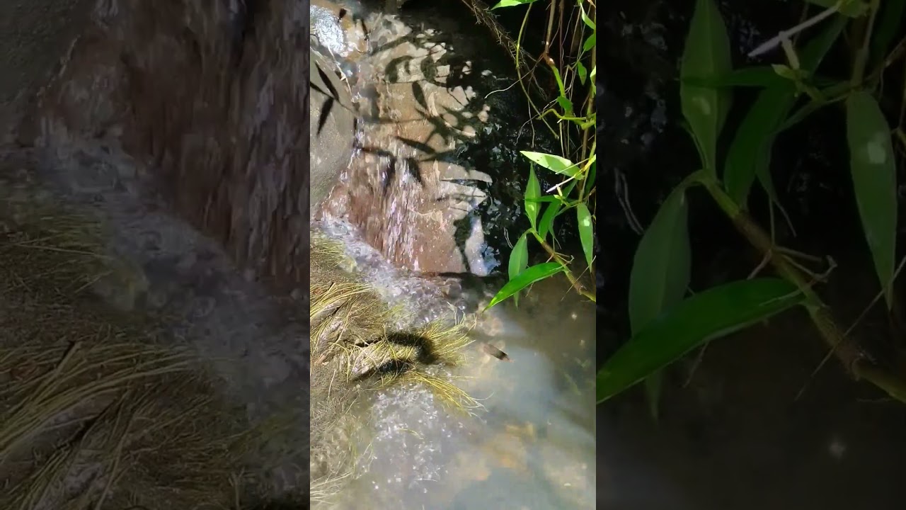 Relaxing Water Sounds | Calm Water Flowing 💧Relaxing Nature ASMR