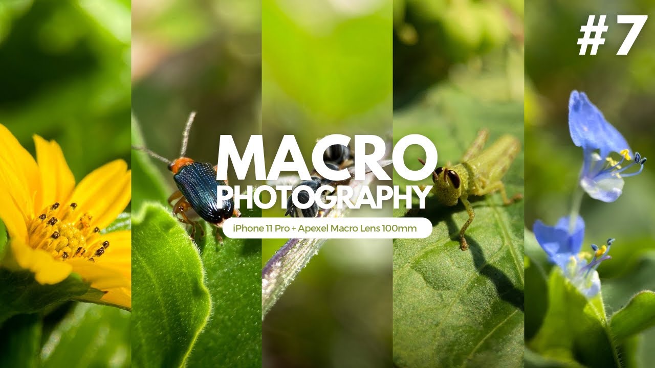 APEXEL 100MM - Hunting Macro Photography with Smartphone #7