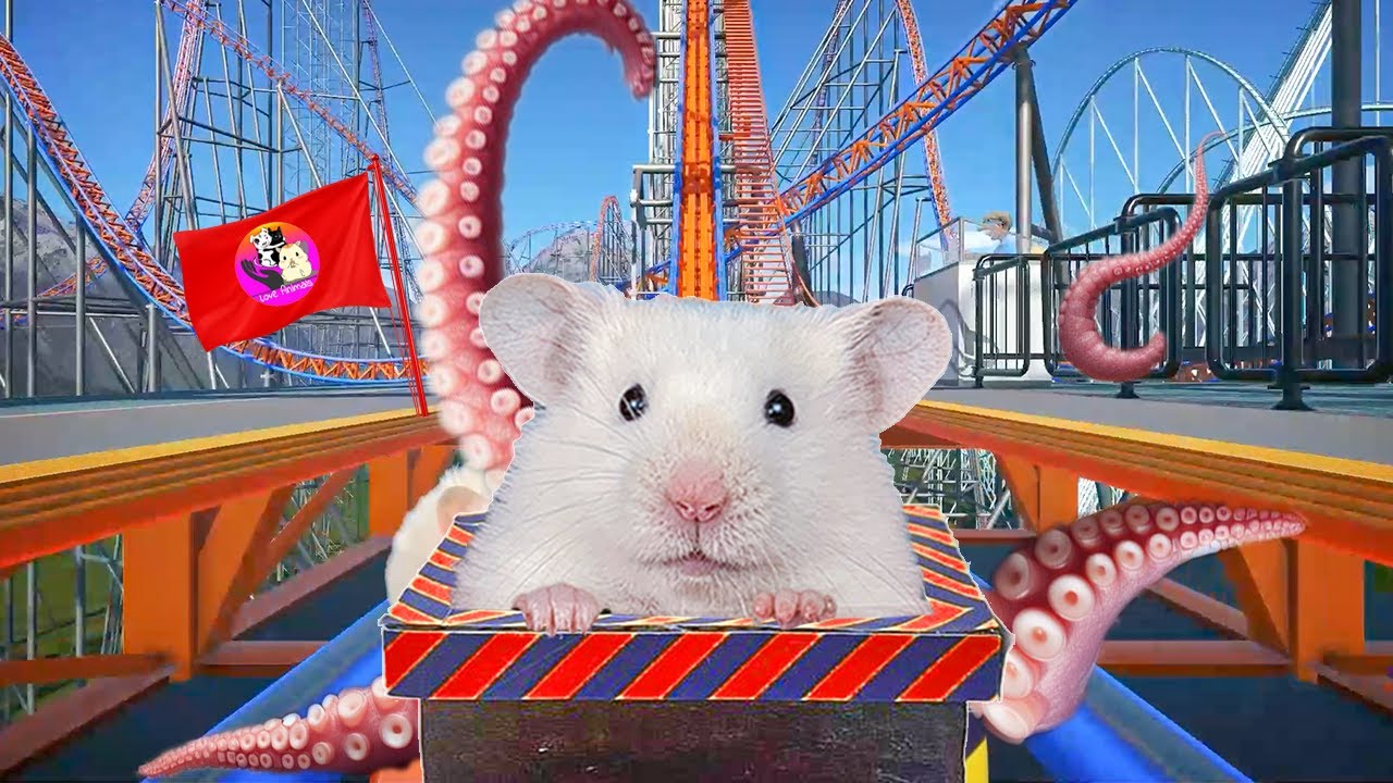 🐹Hamster in Roller Coaster Maelstrom with Octopus | Hamster Maze