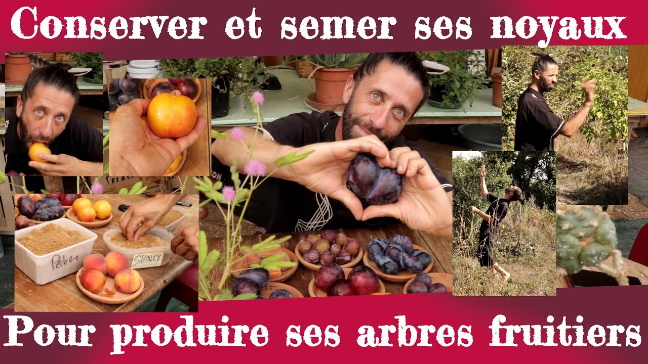 Semis d'arbres fruitiers. Conservation et semis de noyaux ou de pépins.