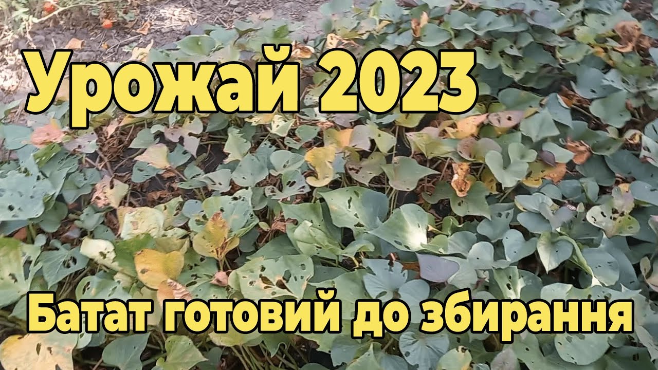 Батат готовий до збирання  Урожай 2023