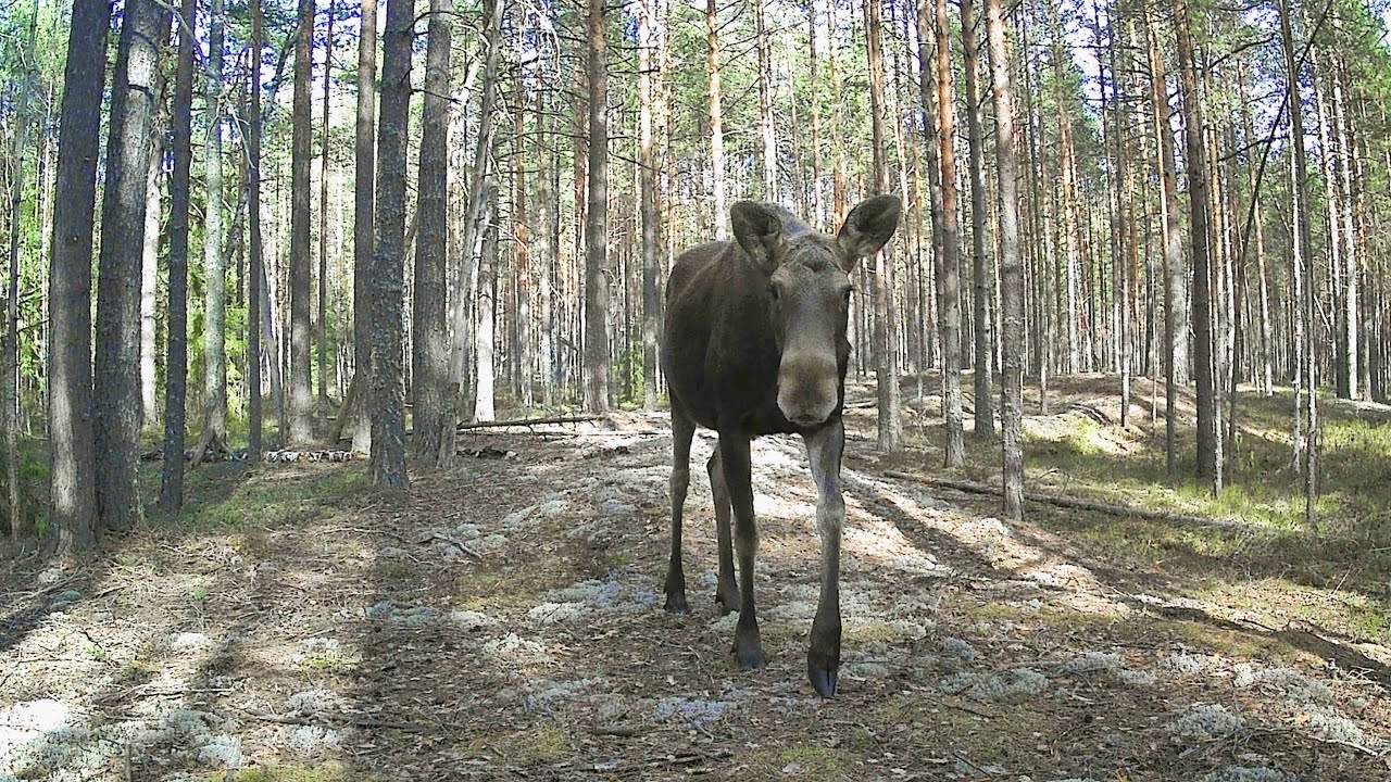 Kerzhenets Nature Reserve Trail Cam Footage April 2025