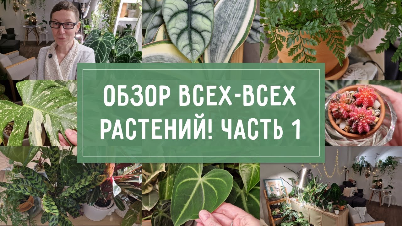 ОБЗОР всех-всех моих РАСТЕНИЙ! Часть 1.