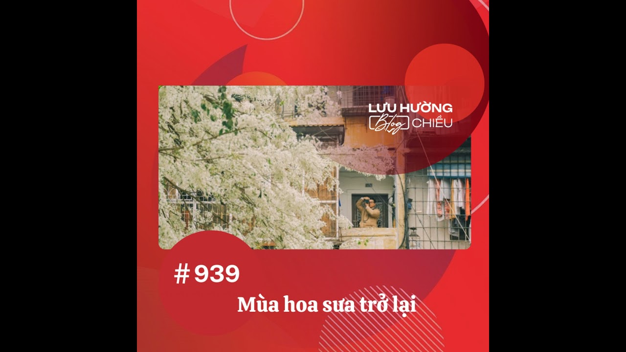 Mùa hoa sưa trở lại | Lưu Hường blog chiều | Đài Hà Nội