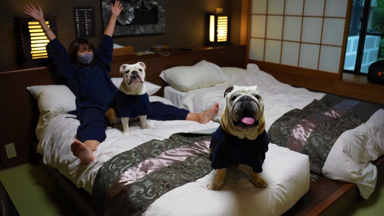 愛犬と日本屈指の高級ホテルに泊まったら何もかもが別次元に凄かった！！