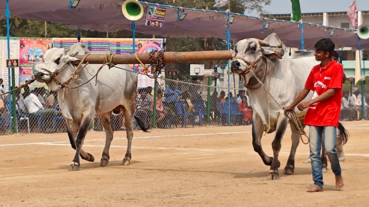 రెంటచింతల గ్రామం సబ్ జూనియర్ విభాగం 💥 4వ జత 💥షేక్ బడే గారు పురుషోత్తపట్నం పల్నాడు జిల్లా