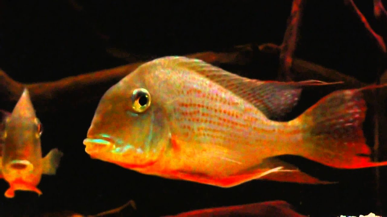 My Geophagus Altifrons Mating Behaviour