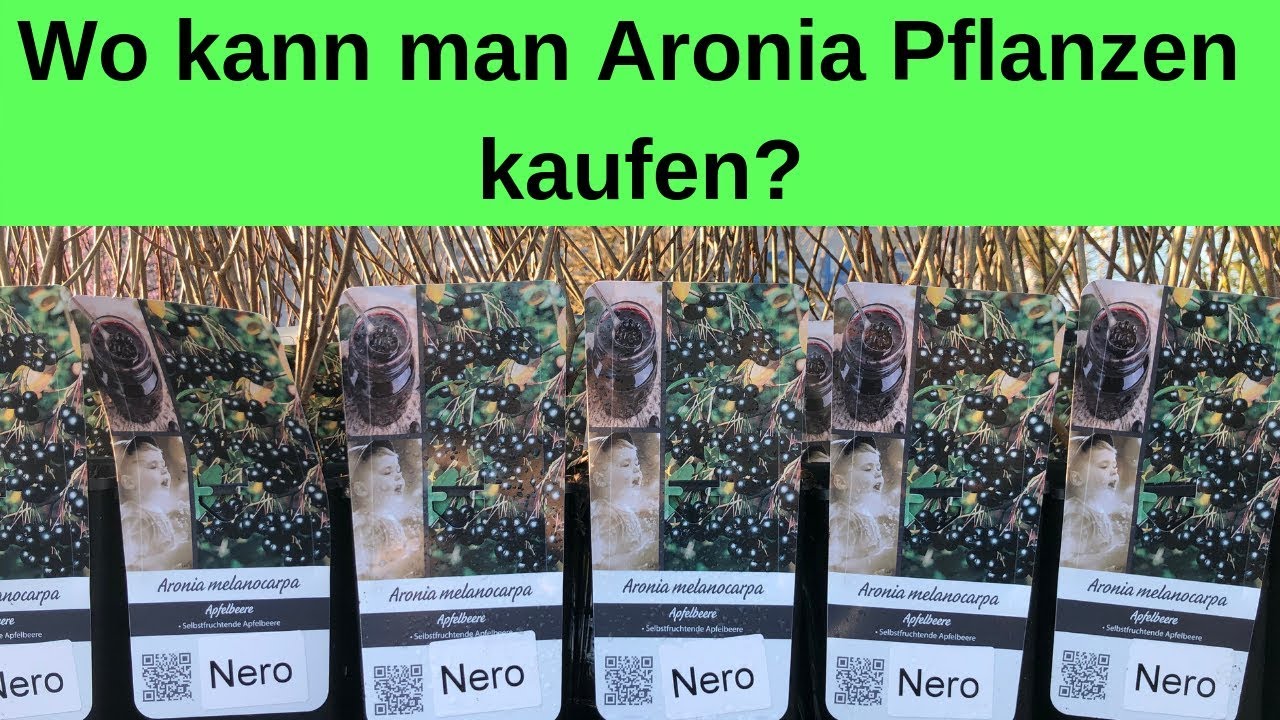 Wo kann man Aronia Pflanzen kaufen? - Sonderpreise f&uuml;r unsere Kunden