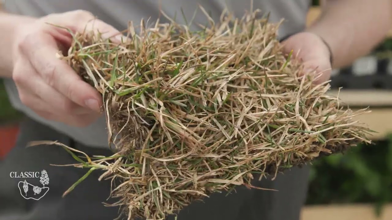 Why is my new sod brown?