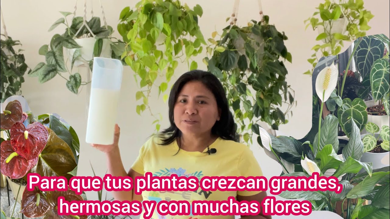 Úsalo en todas tus plantas  y crecerán más rápido, el mejor revitalizante y abono casero