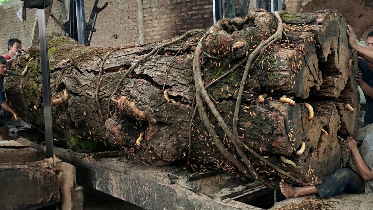 The traditional power of the giant trembesi woodworkers from the haunted forest!!