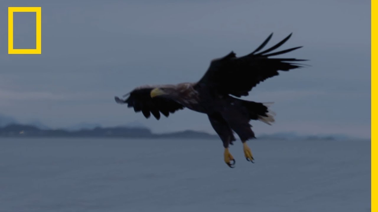 Le pygargue à queue blanche, l'un des plus grands rapaces du monde