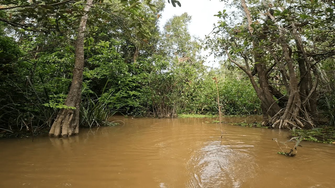 SERING KALI AIR KERUH MENYERANG RAWA, MAKA INI YANG AKAN DATANG.. RAJANYA AIR KERUH MENYERANG !!