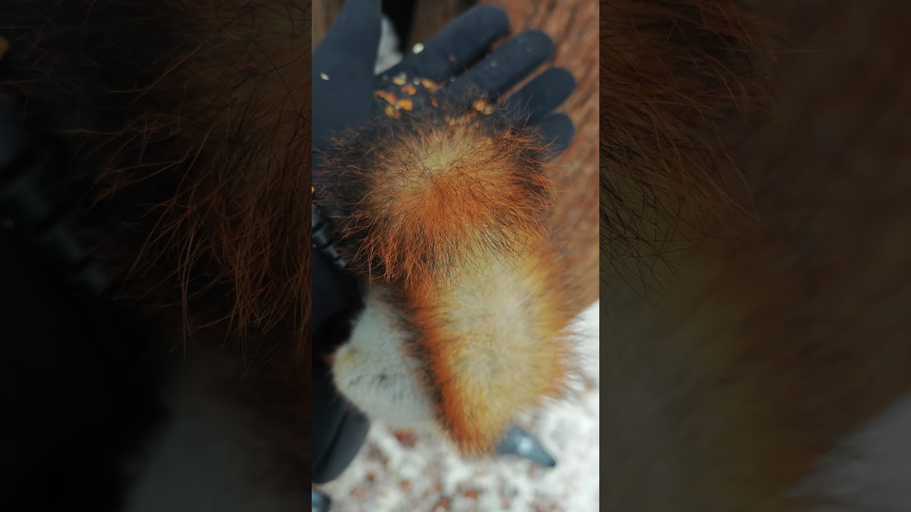 Белка ест непонятно откуда)) 🤔 Squirrels eats god knows where from