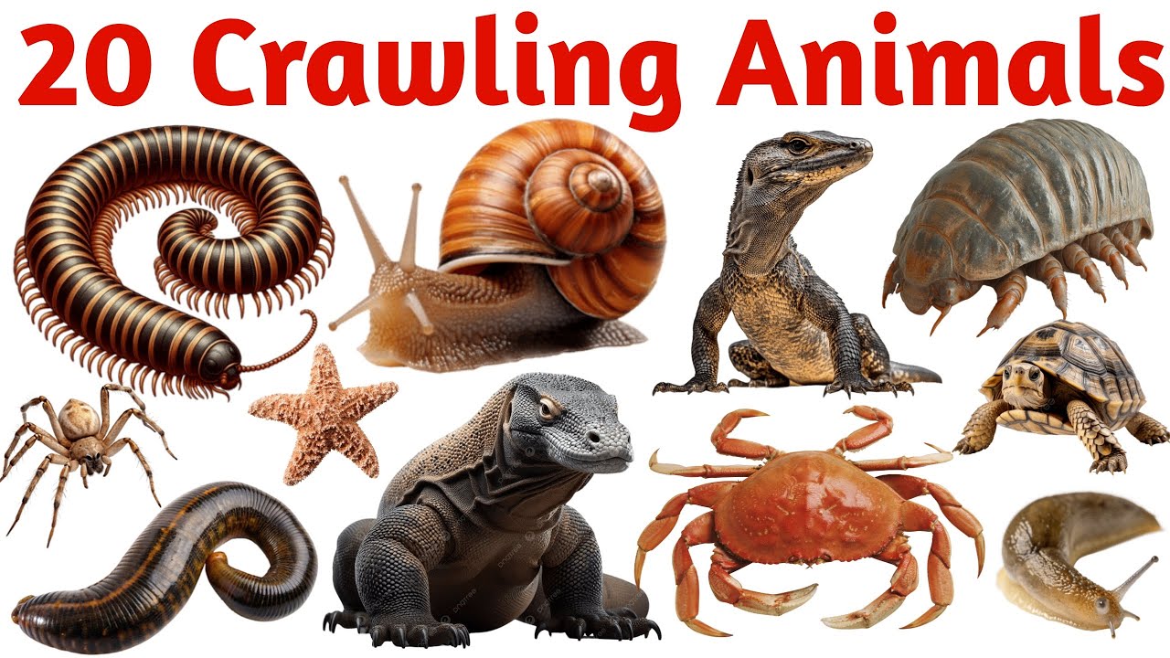 बच्चों के लिए रेंगने वाले जानवर | Kids 20 Crawling Animals Learning | Hindi Educational Video