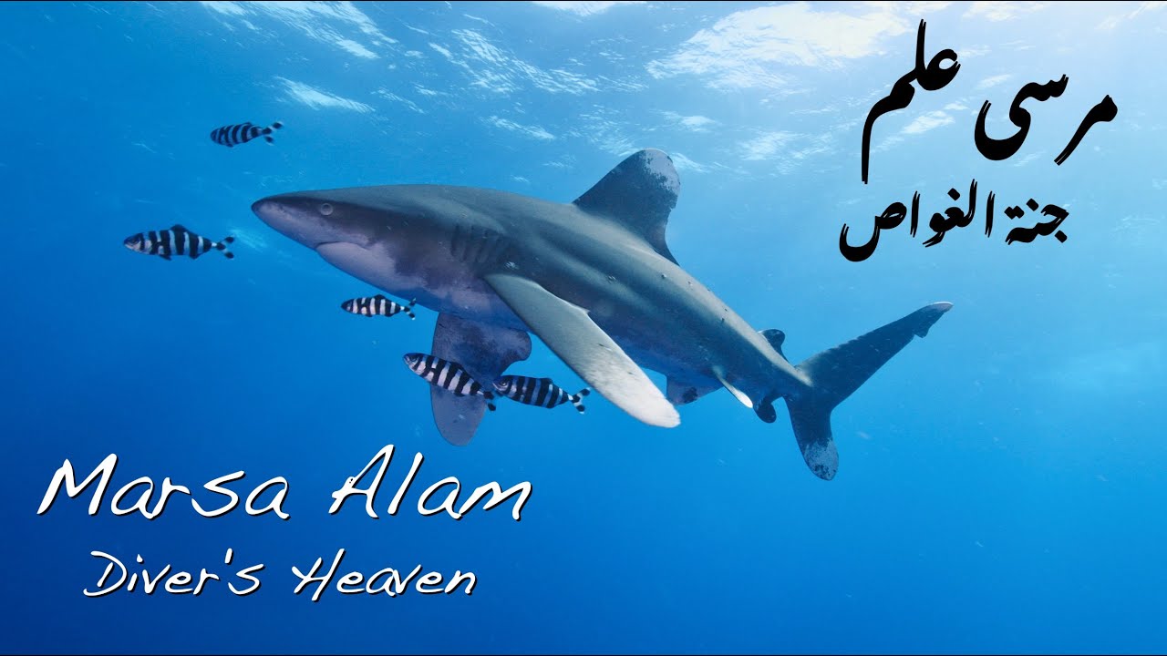 Marsa Alam - Diver's Heaven | مرسى علم - جنة الغواص