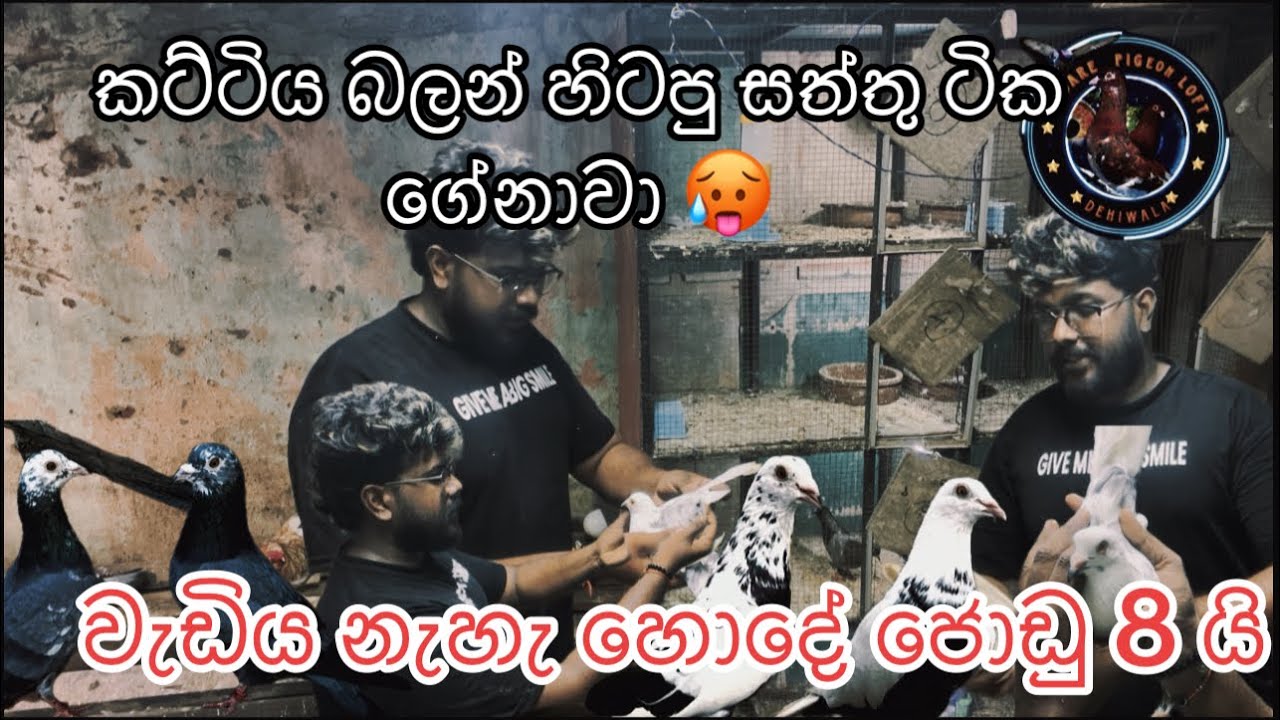 ජොඩු 8 මයි ඉන්නේ හෝදේ ඉවර වෙන්න කලින් ගන්න 
