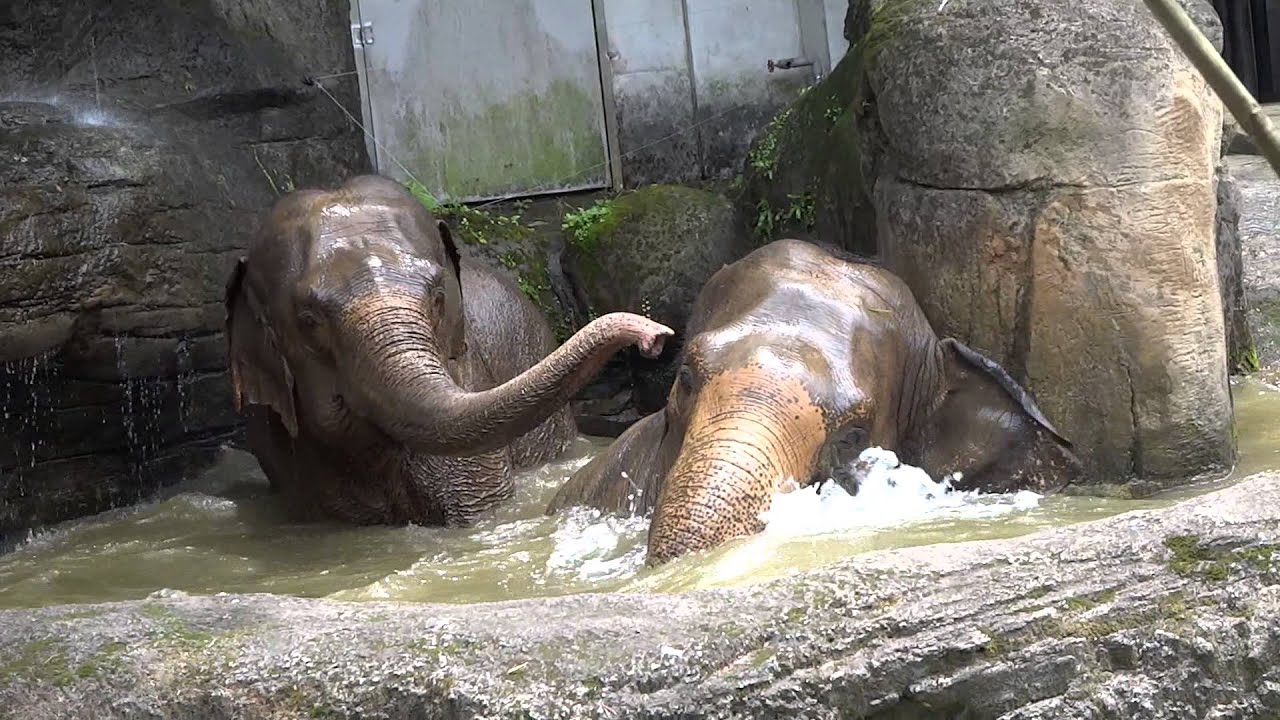 台北市立動物園大象很享受，洗澡、玩水、噴水花樣百出，快樂又自在20150426
