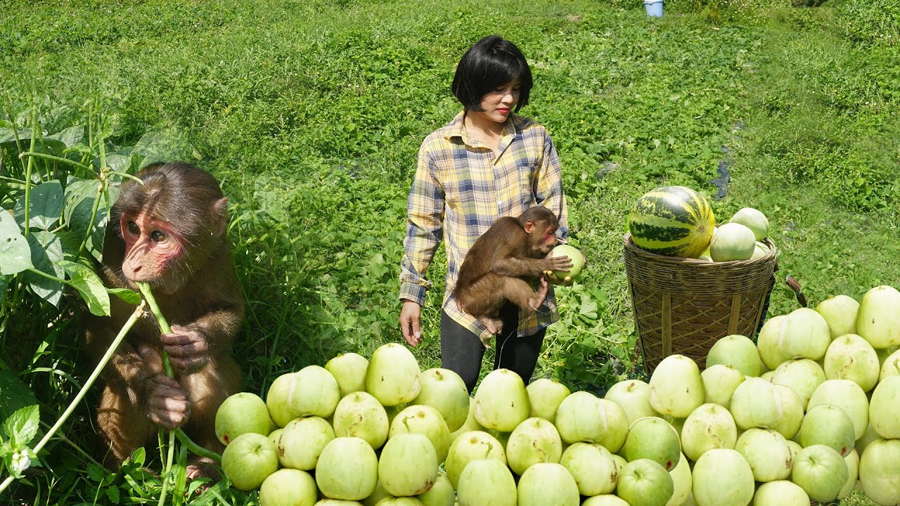 Harvest Melons To Sell At The Country Market - Make Friends with Little Monkey | Cuong Ngan