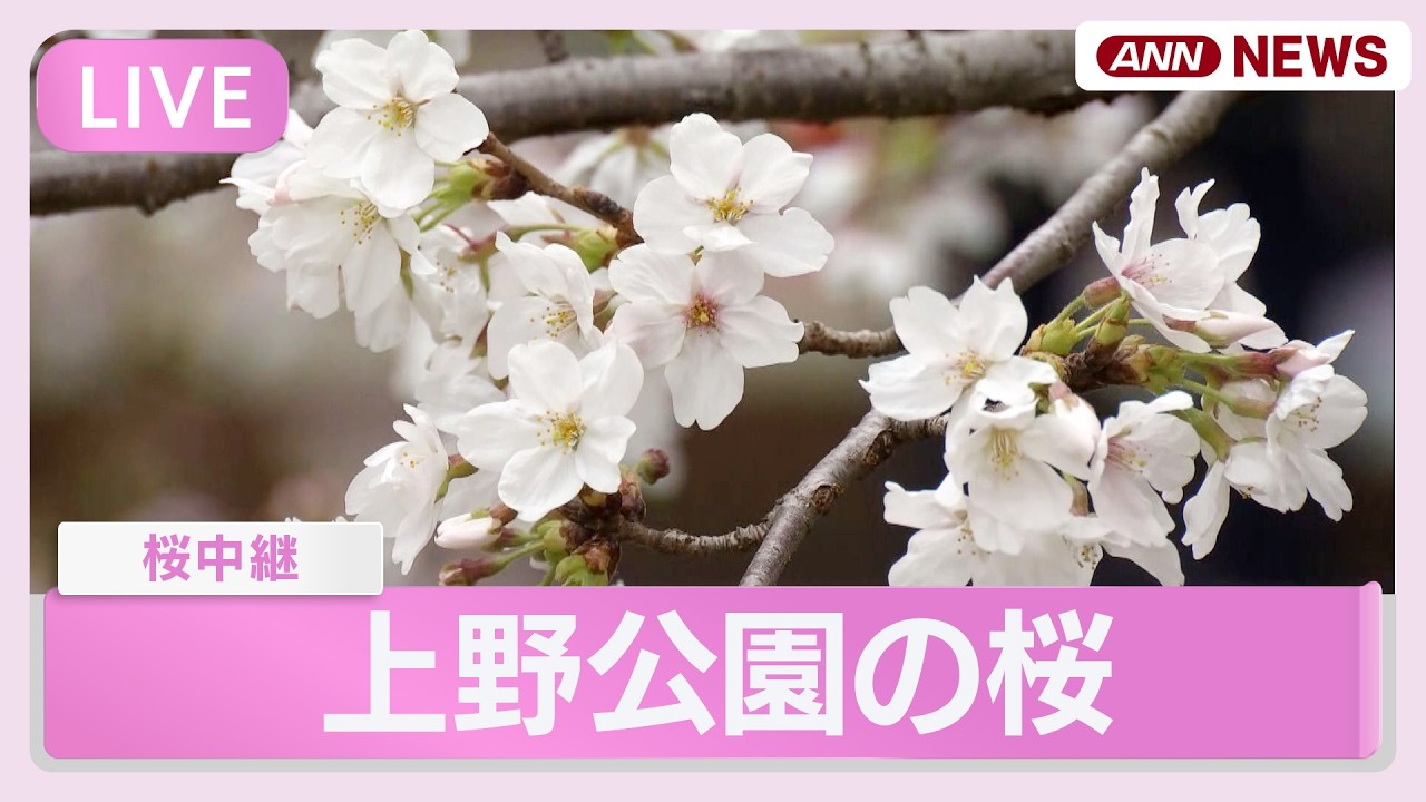 【ライブ】東京・上野公園の桜🌸リアルタイム花見を一緒に！【LIVE】(2026年3月25日) ANN/テレ朝